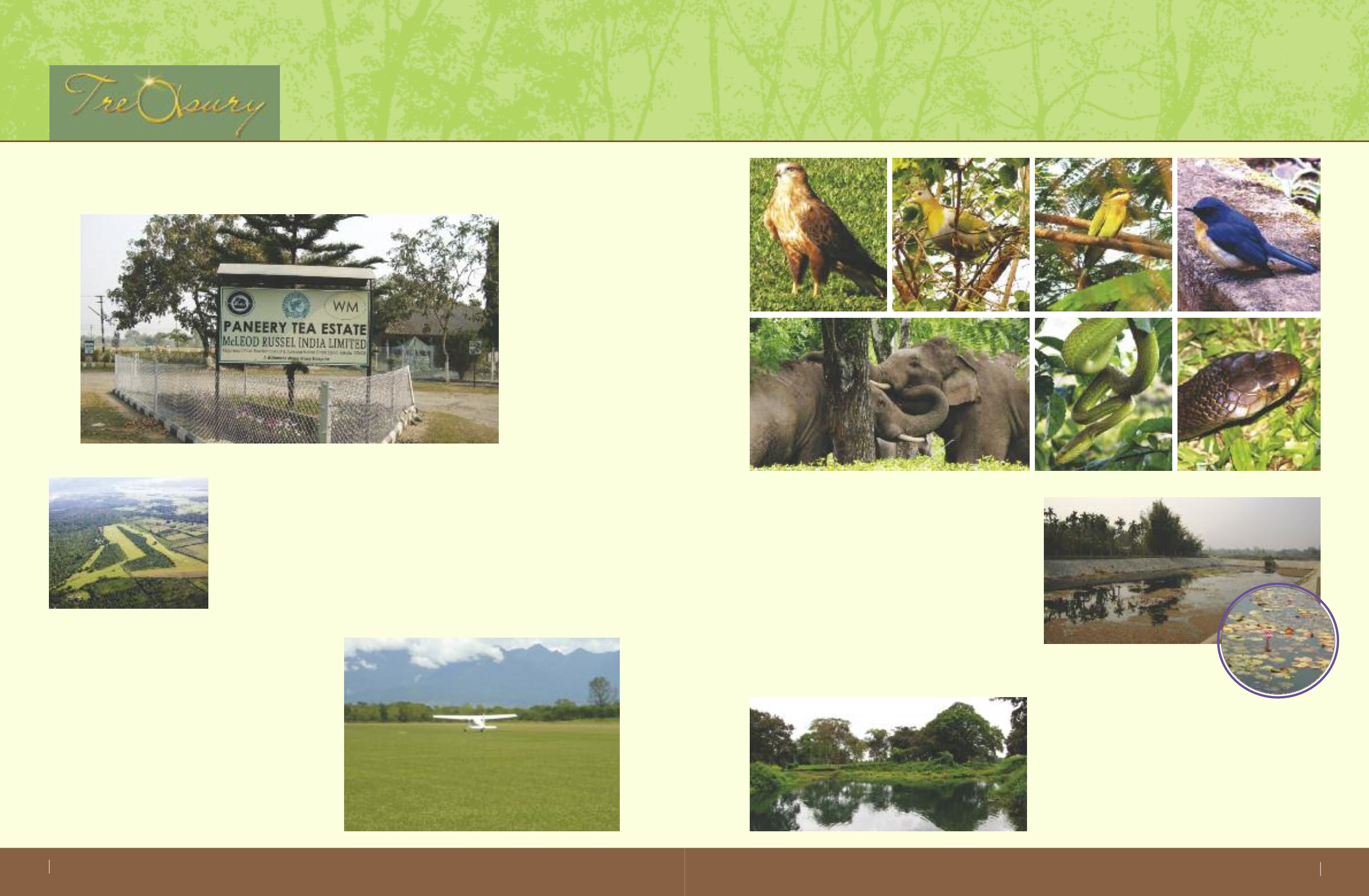 Page Background